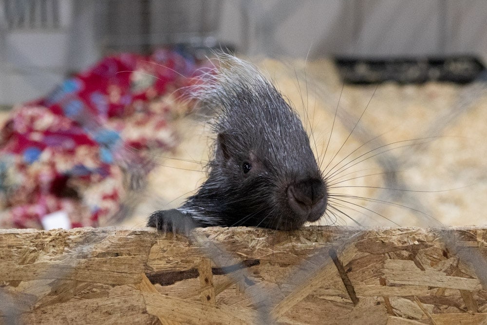 Baby porcupine at Wilstem Ranch- Fall Getaway