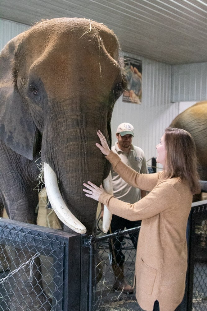 Petting elephants at Wilstem Ranch
