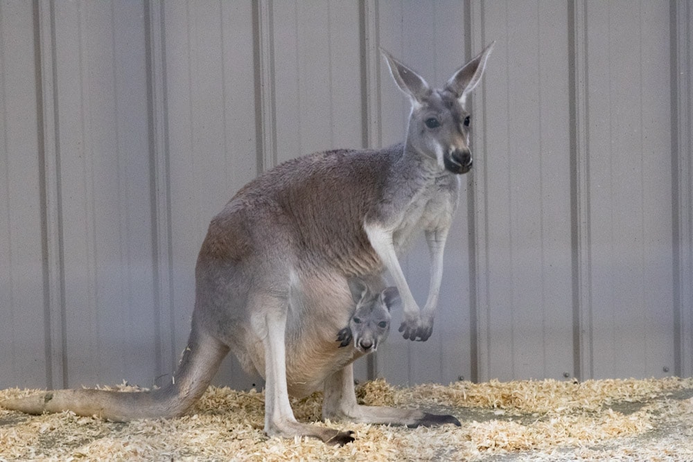 A Spectacular Fall Getaway | Elephants + Pumpkins Kangaroos at Wilstem Ranch