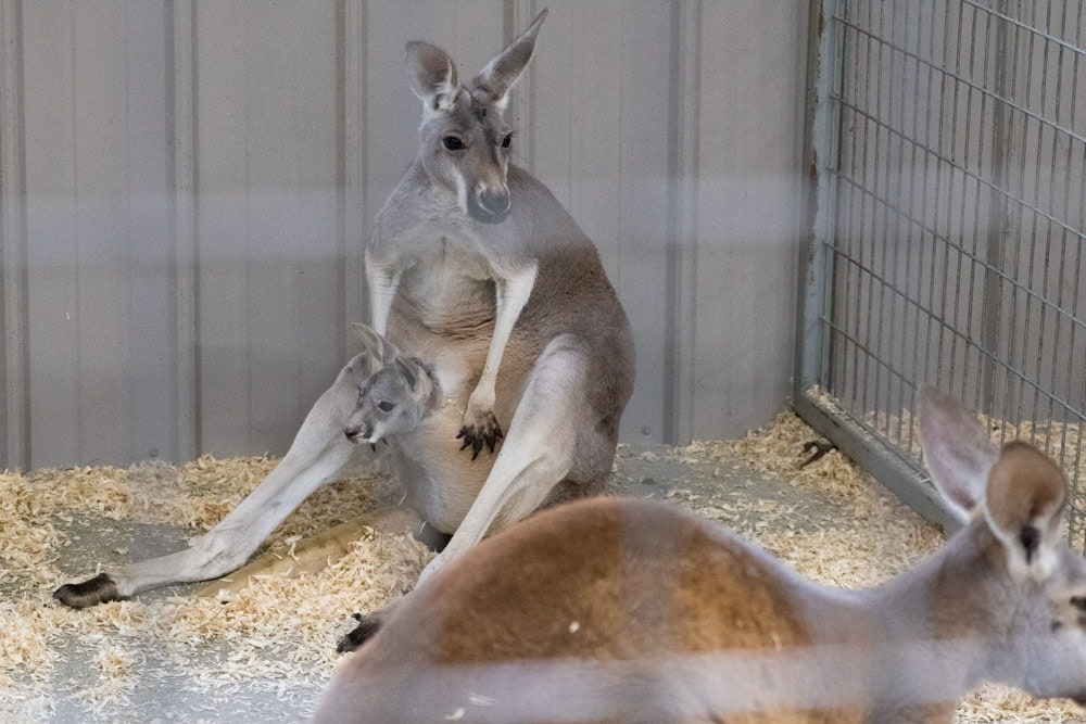 Mom & Baby kangaroo at Wilstem Ranch- Fall Getaway