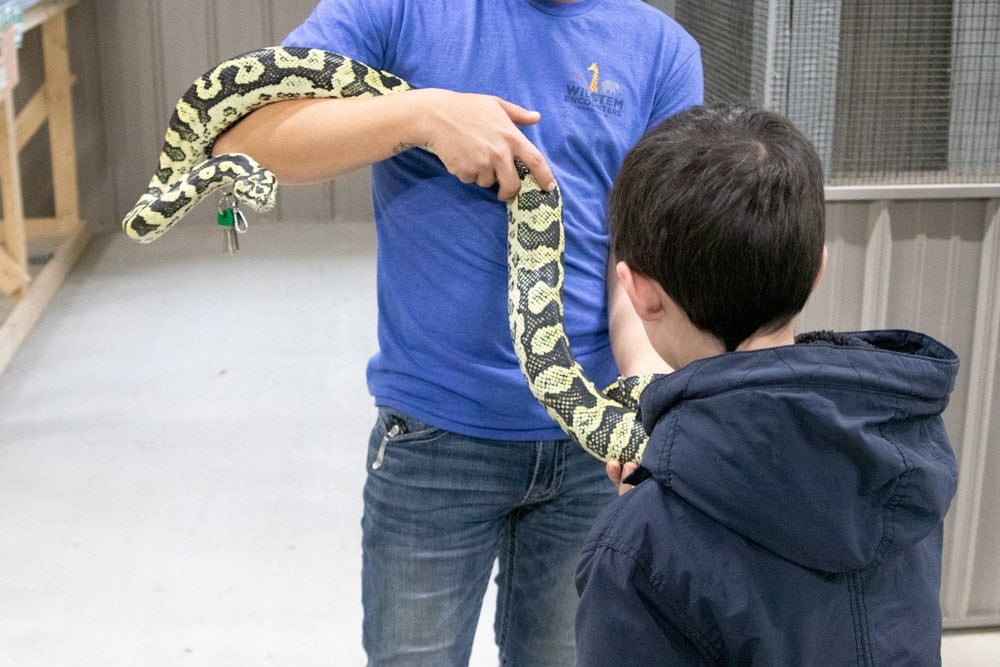 Petting a snake at Wilstem Ranch