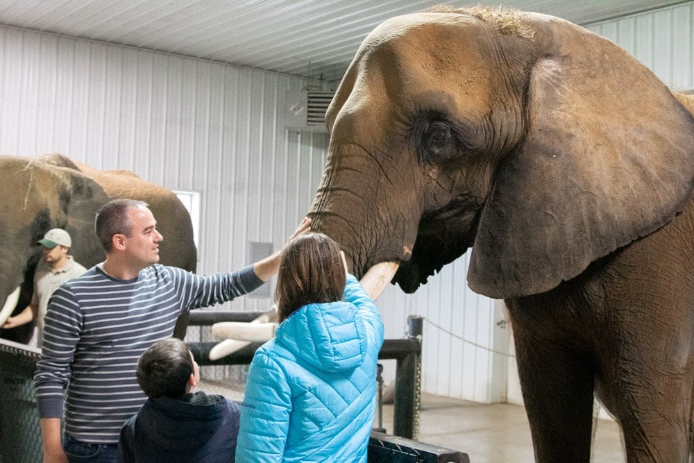 Petting elephants at Wilstem Ranch- Fall Getaway