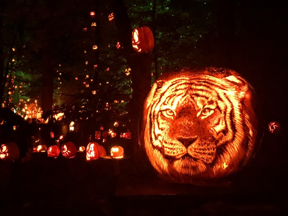 An illuminated tiger Jack O Lantern at the Louisville Jack O Lantern Spectacular