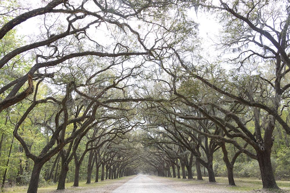 Wormsloe Historic Site