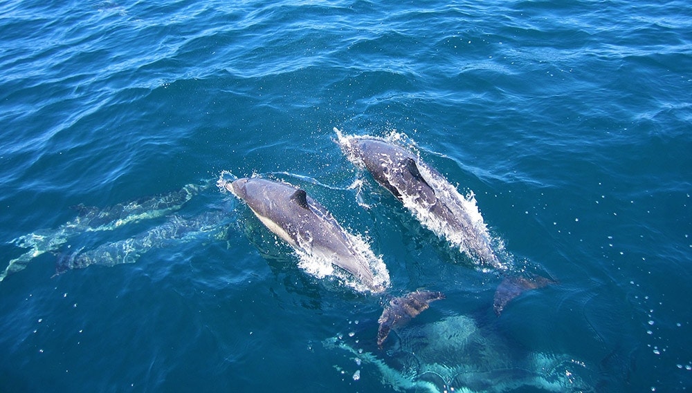 South Padre Island Dolphin Tour | Spring Break Destinations