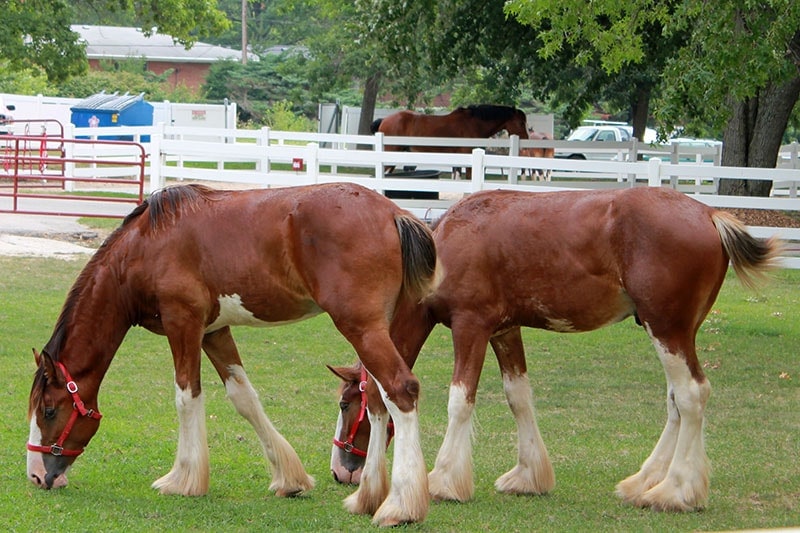 Grant's Farm Clydesdale horses | Free things to do St. Louis