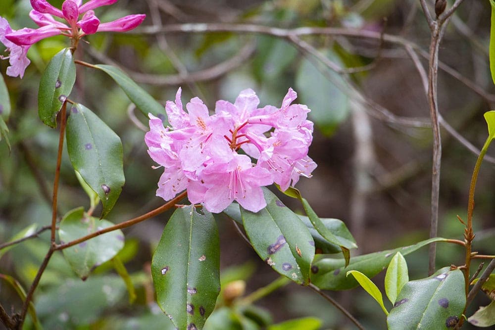 Flowers in Georgia's Little Grand Canyon