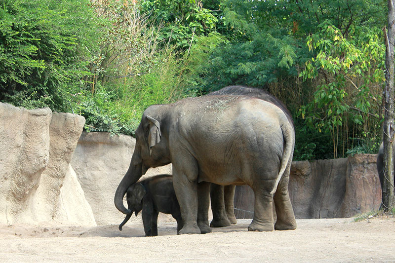 Mom & baby elephant at the St. Louis Zoo