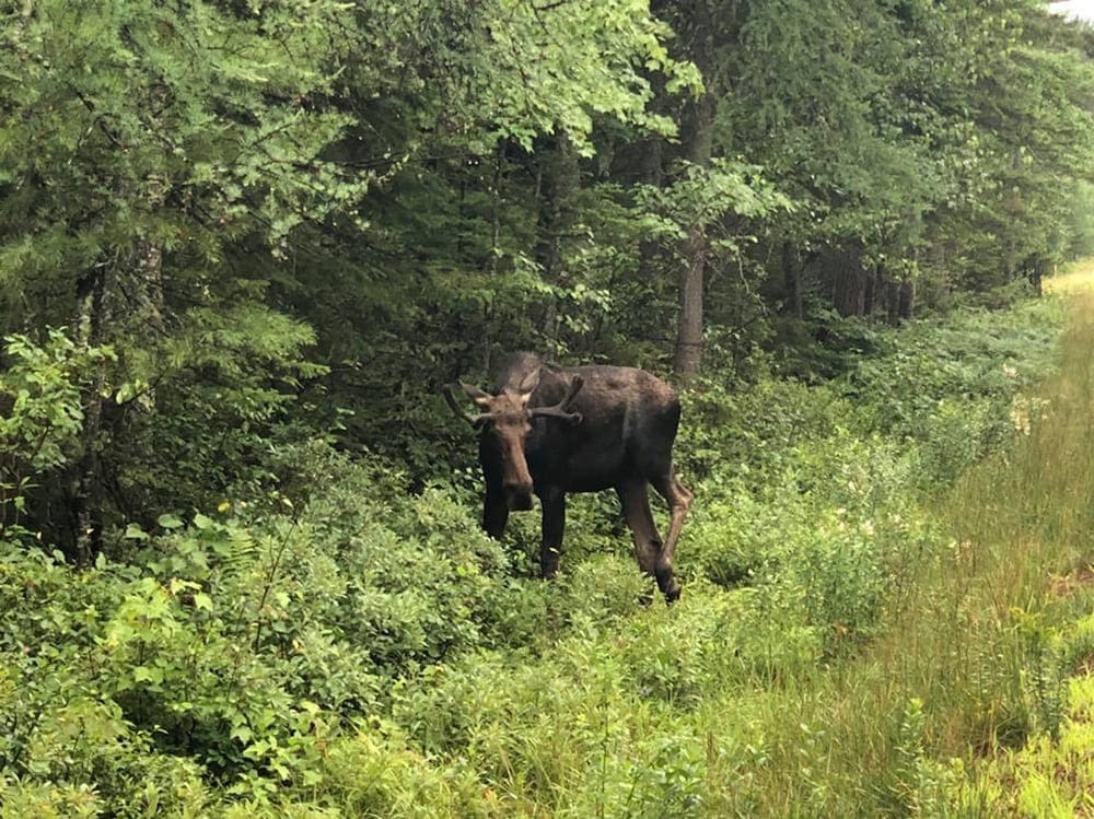 Budget Family Vacation- East Coast Road Trip to Acadia National Park moose Kancamagus Highway things to do new hampshire