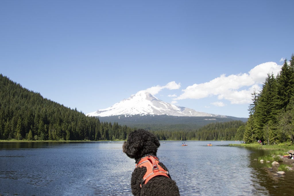 17 Best Day Hikes in Oregon You Don’t Want to Miss (Dog & Family-Friendly) mt hood trillium lake