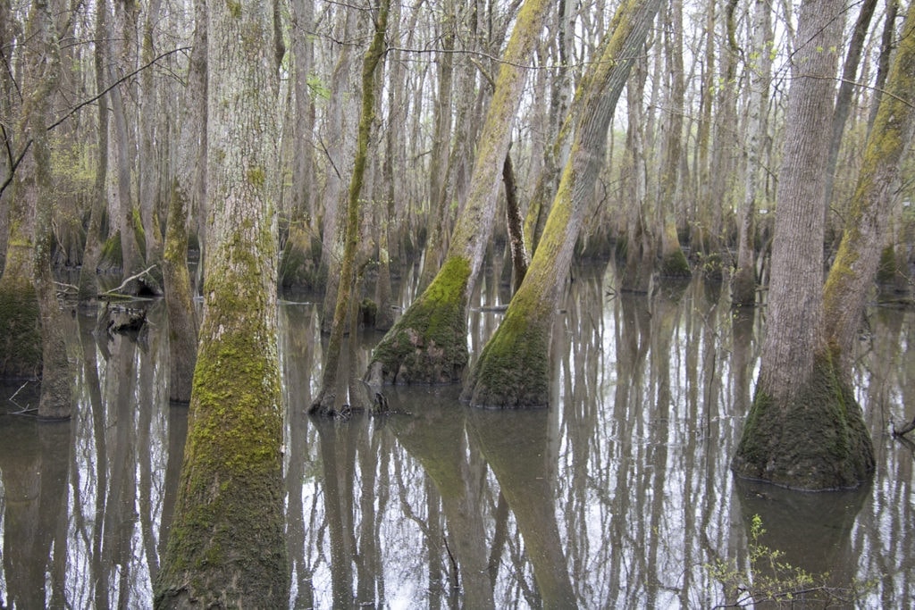 Shawnee Secrets: Top Things to Do in Shawnee National Forest section 8 cypress tuppelo swamp