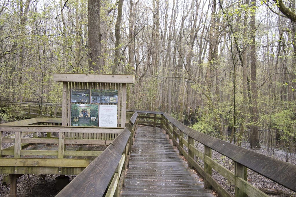 Shawnee Secrets: Top Things to Do in Shawnee National Forest section 8 woods nature preserve