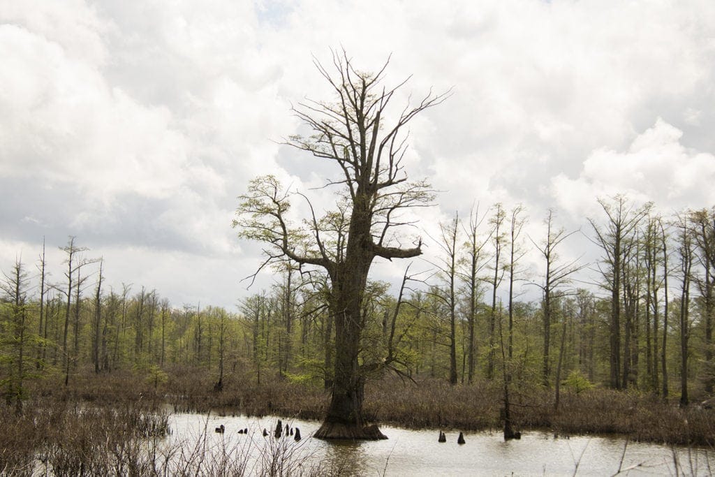 Shawnee Secrets: Top Things to Do in Shawnee National Forest state champion bald cypress tree shawnee national forest