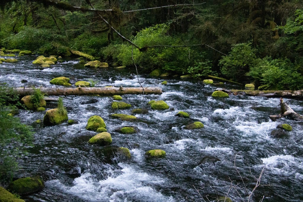 Large moss-covered rocks in the McKenzie River.