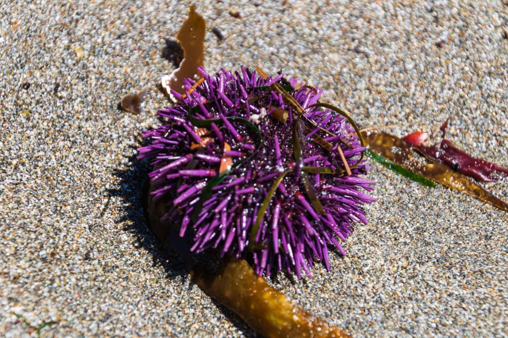 Secret Beach on the Oregon Coast – All You Need to Know sea urchin secret beach