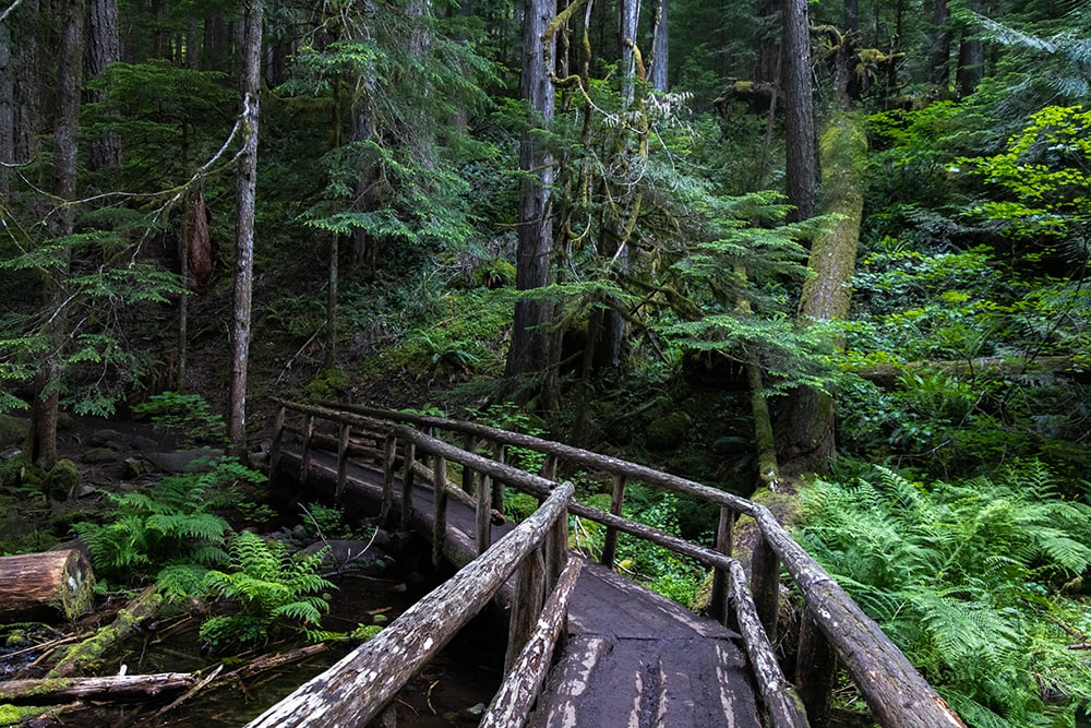 Hiking Oregon’s Tamolitch Blue Pool – The Ultimate Guide tamolitch blue pool bridge
