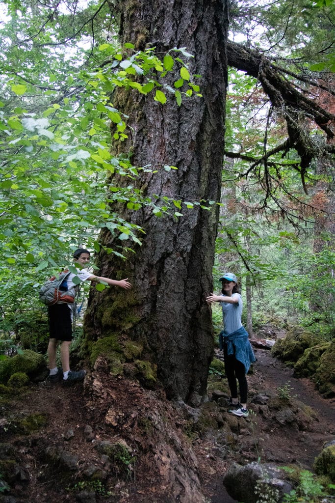The trees on the trail were huge. In this picture, my kids are trying to hug one of them.