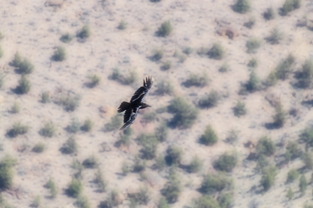 A black Bird flying above Smith Rock State Park