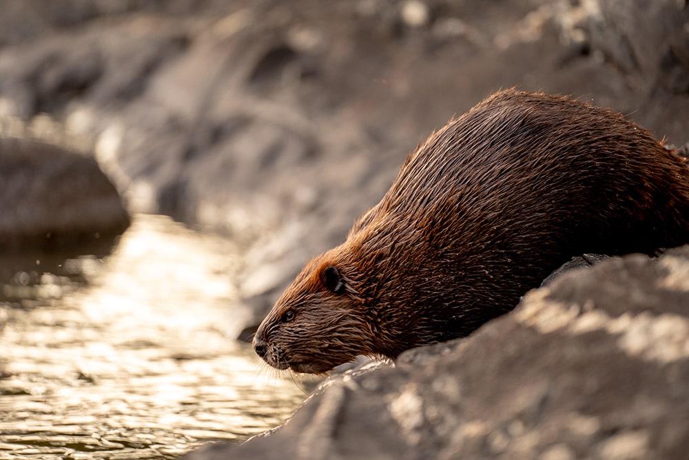 Animals at Voyageurs National Park