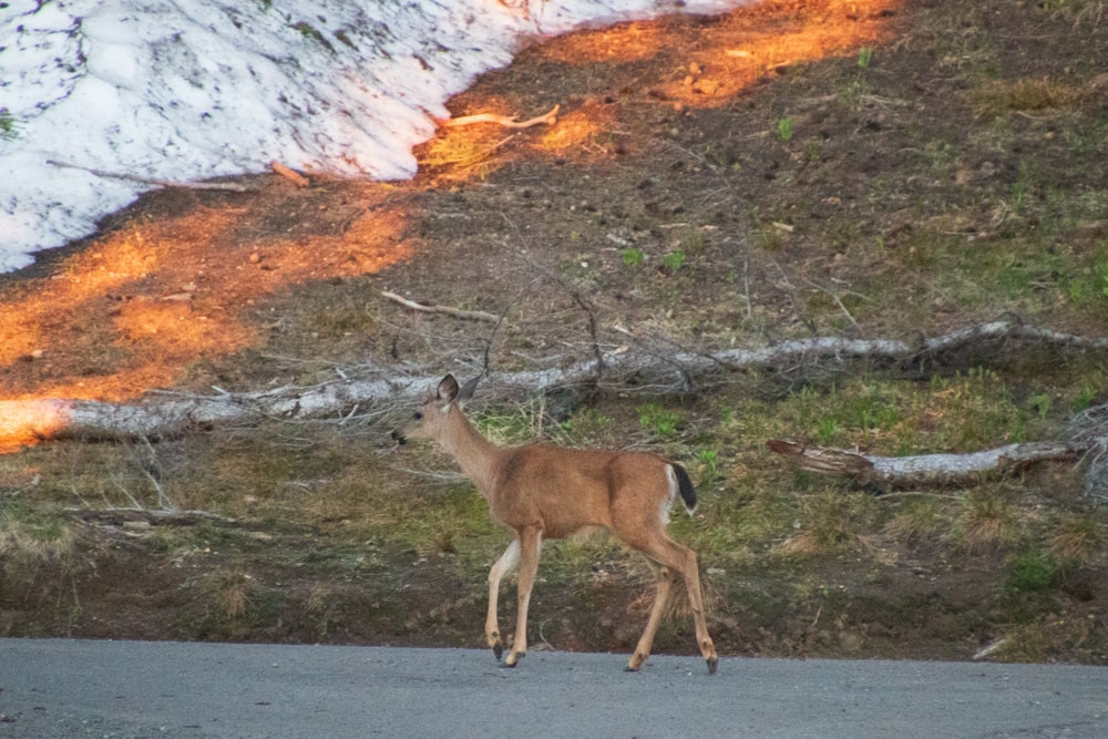Deer at Garfield Peak Trail in Crater Lake National Park.
