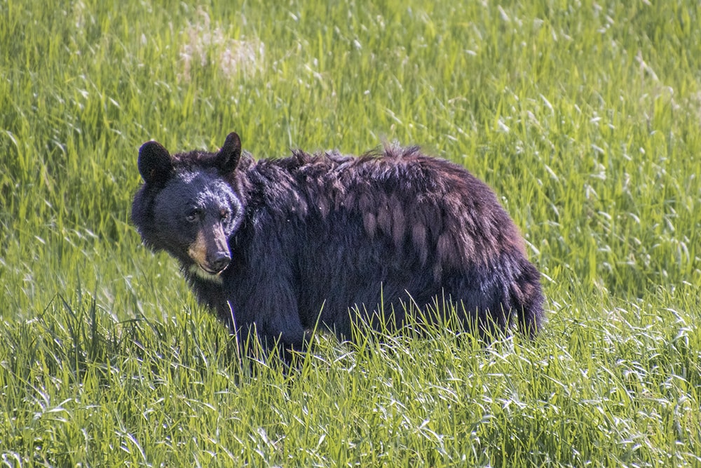 Young bear cub in Yellowstone National Park, exploring its natural habitat. The cub is surrounded by tall grass, showcasing the park's wildlife and biodiversity.