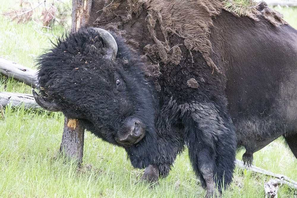 Picture of a bison rubbing his head on a tree at fairy falls trailhead in Yellowstone National Park.