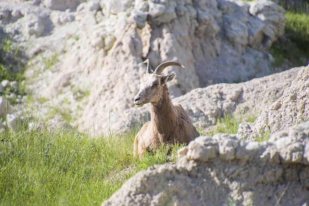 Bighorn sheep resting at the base of the Badlands, blending with the rocky terrain. The image captures the natural habitat of the animal within the unique geological formations of Badlands National Park.