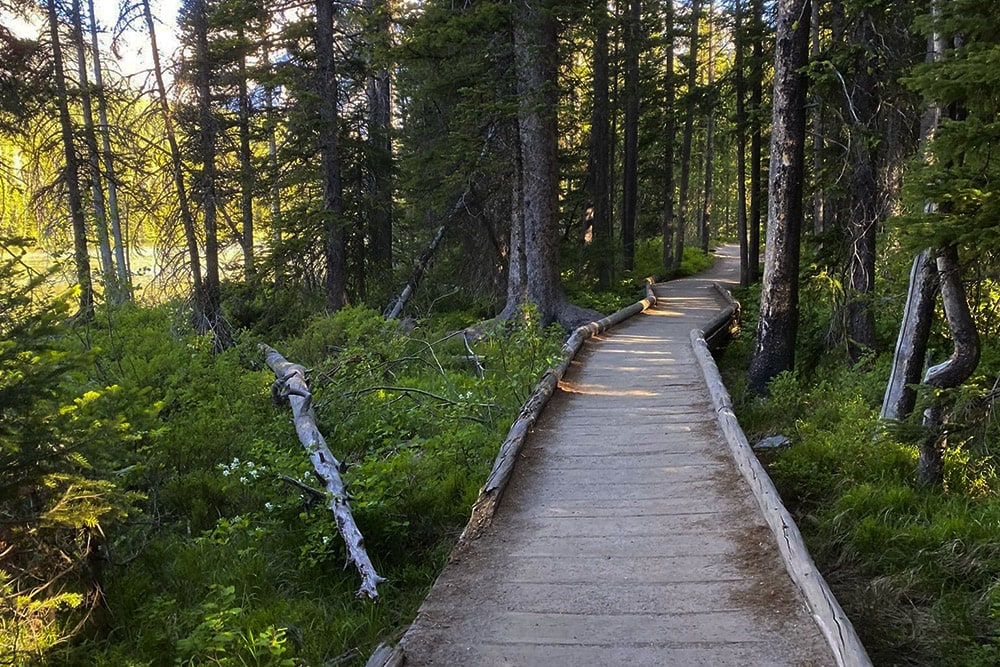 Leigh lake trail through the woods