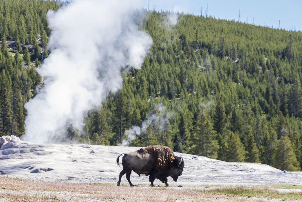 Bison roaming in front of Old Faithful at Yellowstone. This is an easy hike at Yellowstone National Park.
