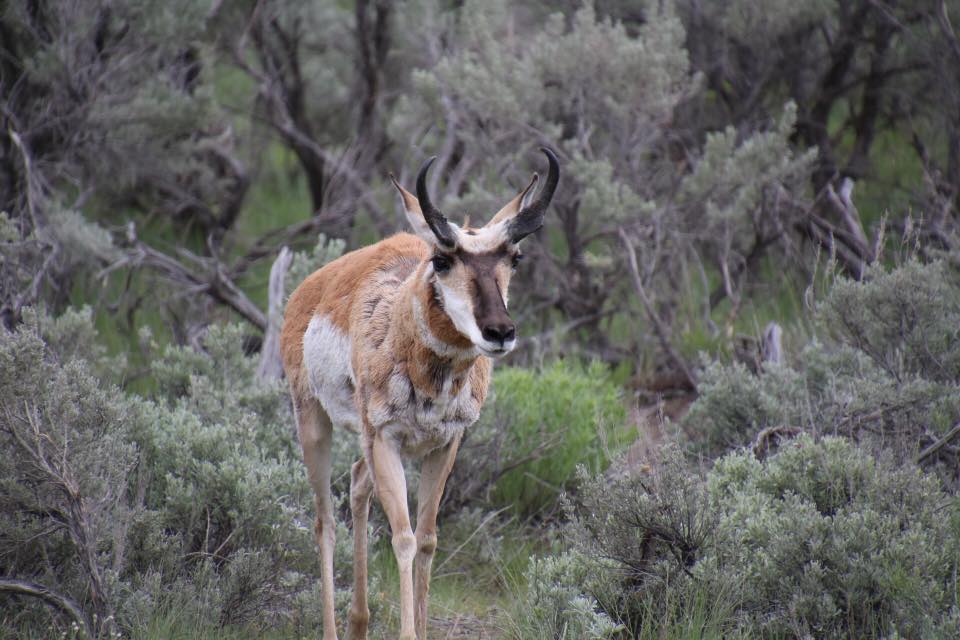 Best affordable binoculars for Yellowstone.