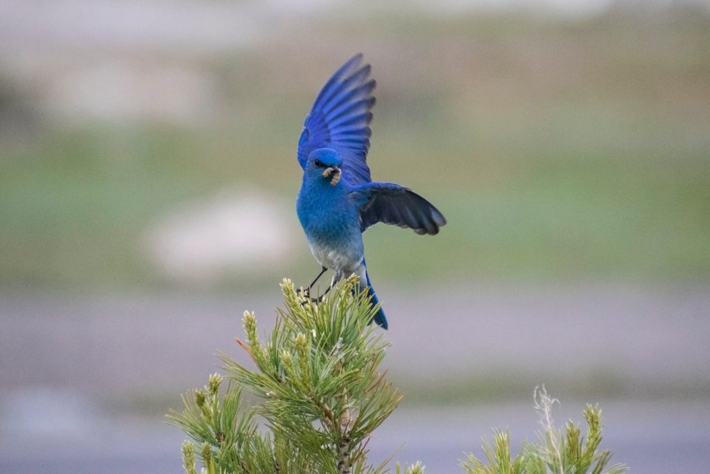 A picture of a vivid blue bird eating at Yellowstone National Park. 