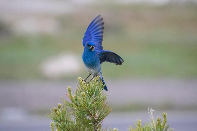 bird eating a worm in yellowstone national park