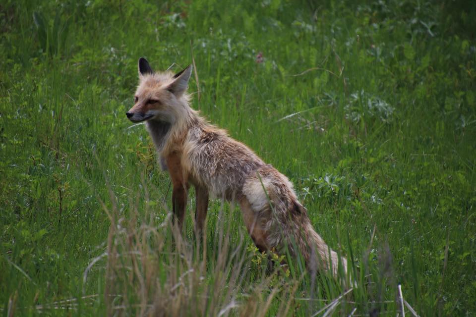 Fox in tall grass at Yellowstone National Park