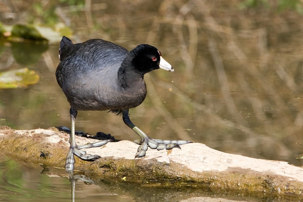 Cuyahoga Valley National Park Trails You Don’t Want To Miss beaver marsh cuyahoga valley copy