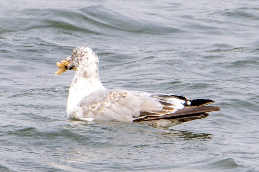 Seagul with a sea star in its mouth in Acadia National Park.