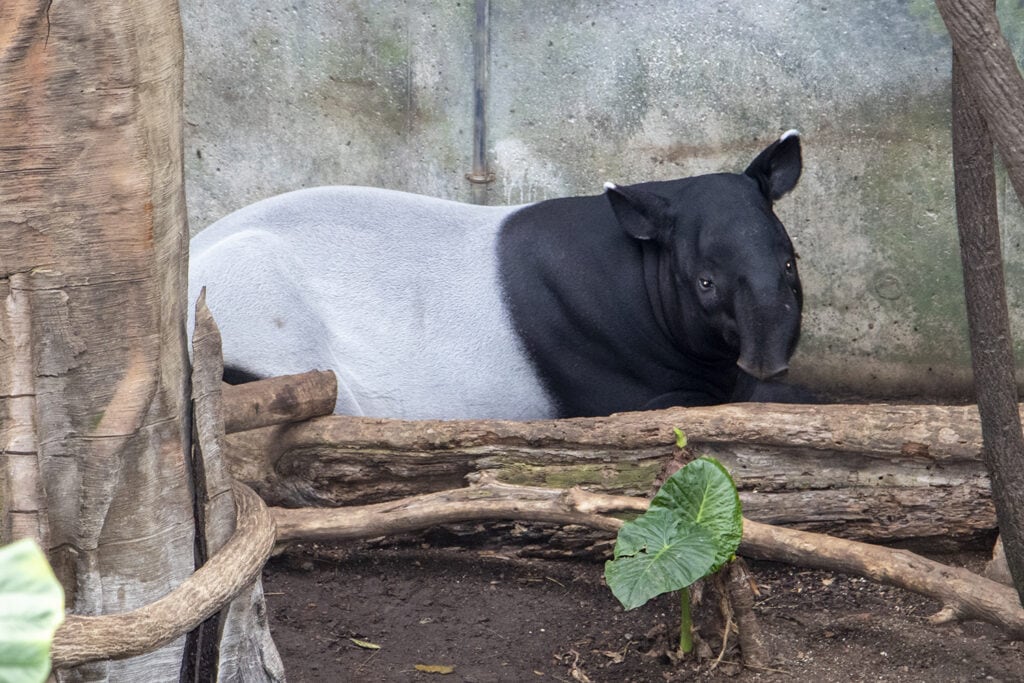 Get Wild in Omaha: A Guide to America’s Best Zoo – Omaha Zoo animals henry doorly zoo