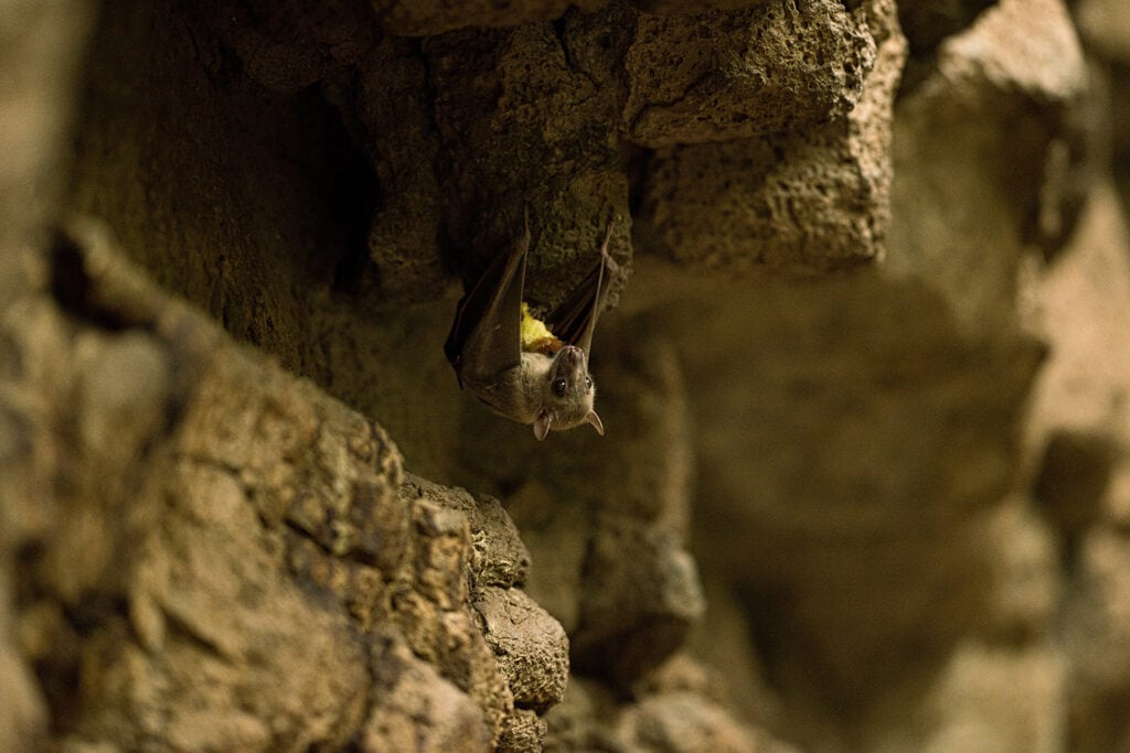 A picture of a bat hanging upside down at the Henry Doorly Zoo.