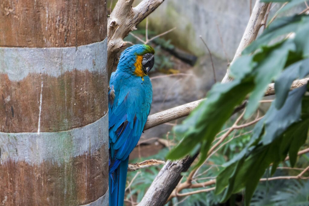 A blue, orange, and green bird sitting in a tree at the Henry Doorly Zoo in Omaha, Nebraska.