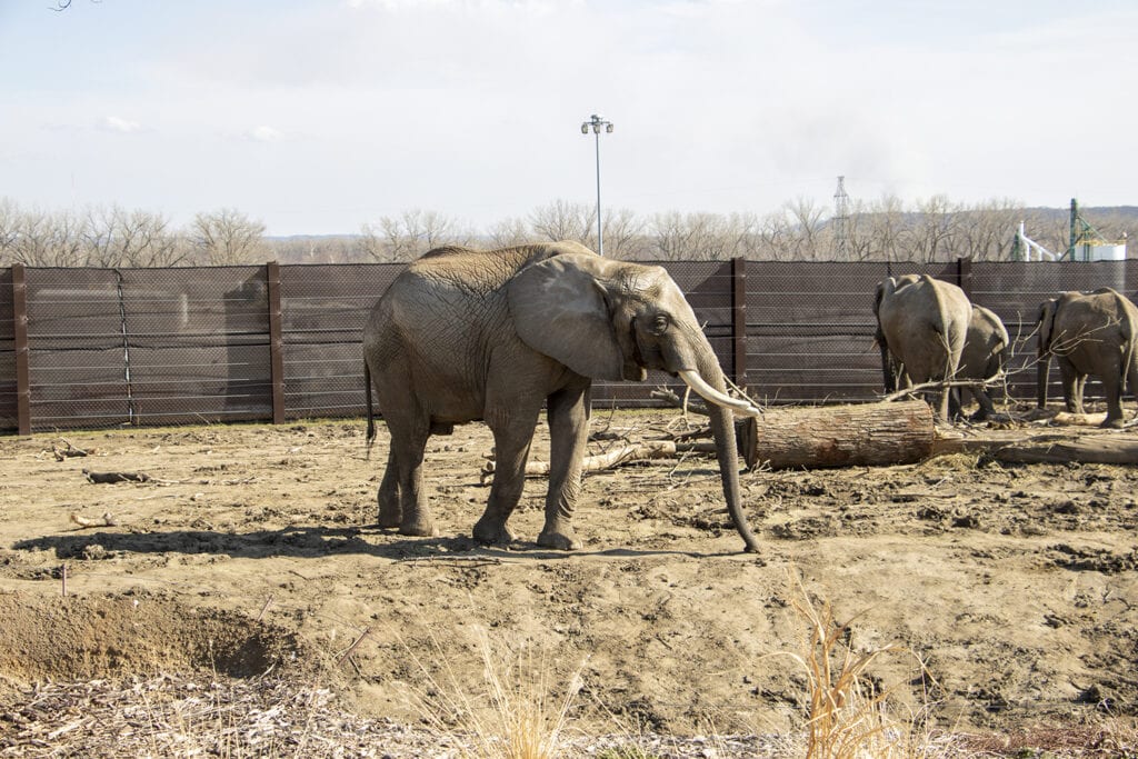 A view of elephants at the Omaha Zoo