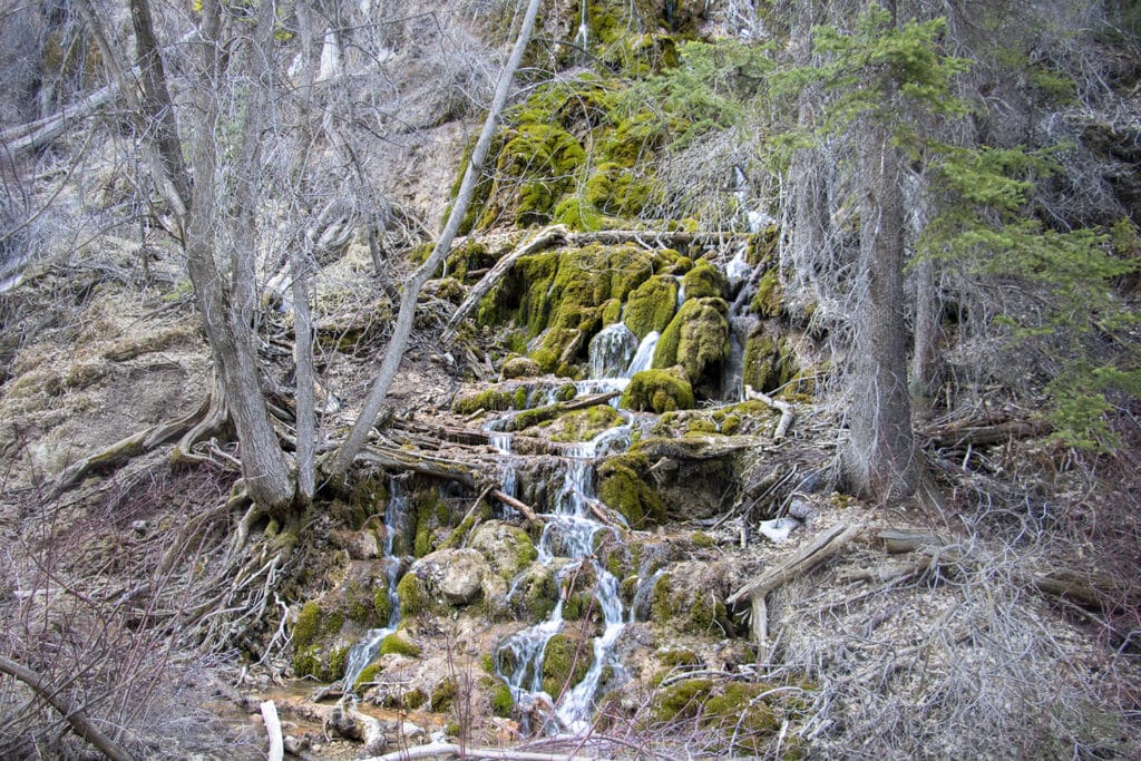 Hanging Lake moss-covered waterfall. Surrounded by bare trees with no leaves.