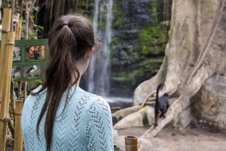 Girl watching monkey at the Lied Jungle in the Omaha Zoo