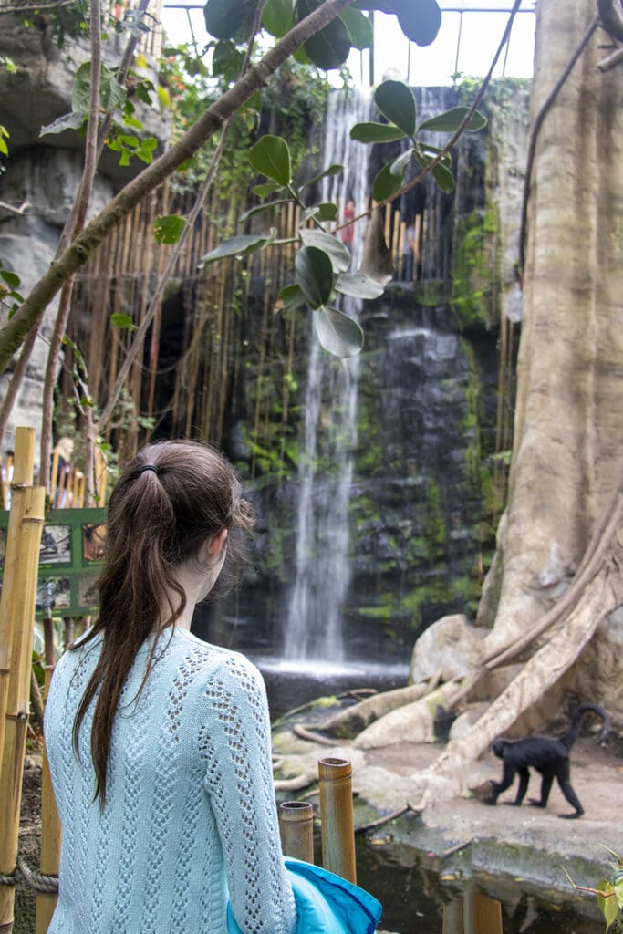 A girl standing in the Lied Jungle watching a monkey walk to the waterfall.
