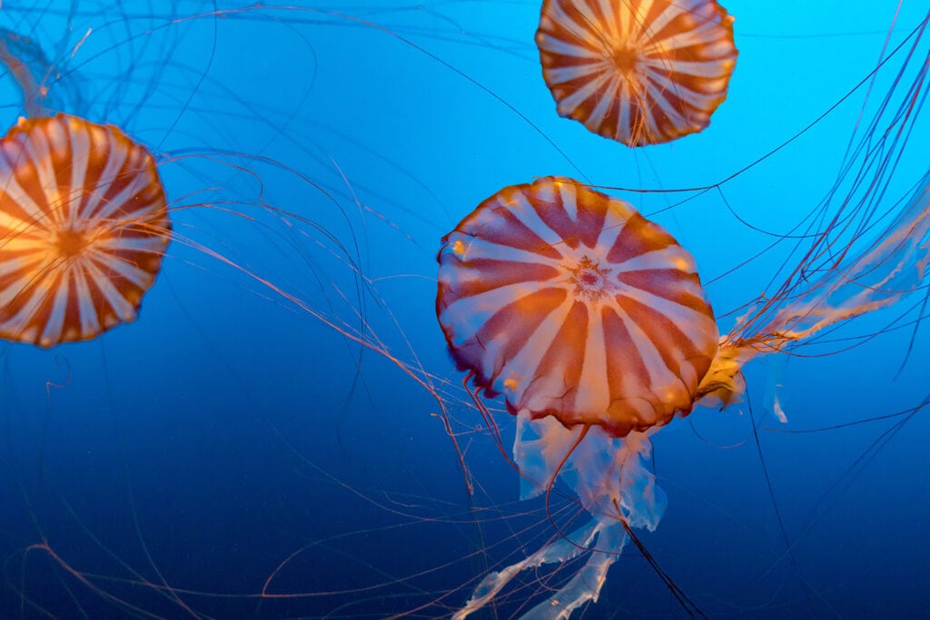 A close-up photograph of orange and white jellyfish floating in an aquarium at the Omaha Zoo. The jellyfish have translucent bodies with long, flowing tentacles, and they have a vibrant blue background, creating a spectacular scene.