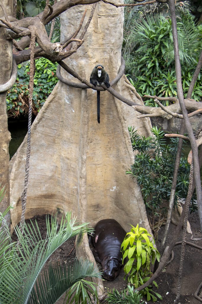A picture in the jungle at the Omaha Zoo. It is of a monkey sitting in a tree and a hippo sleeping at the base of the tree.