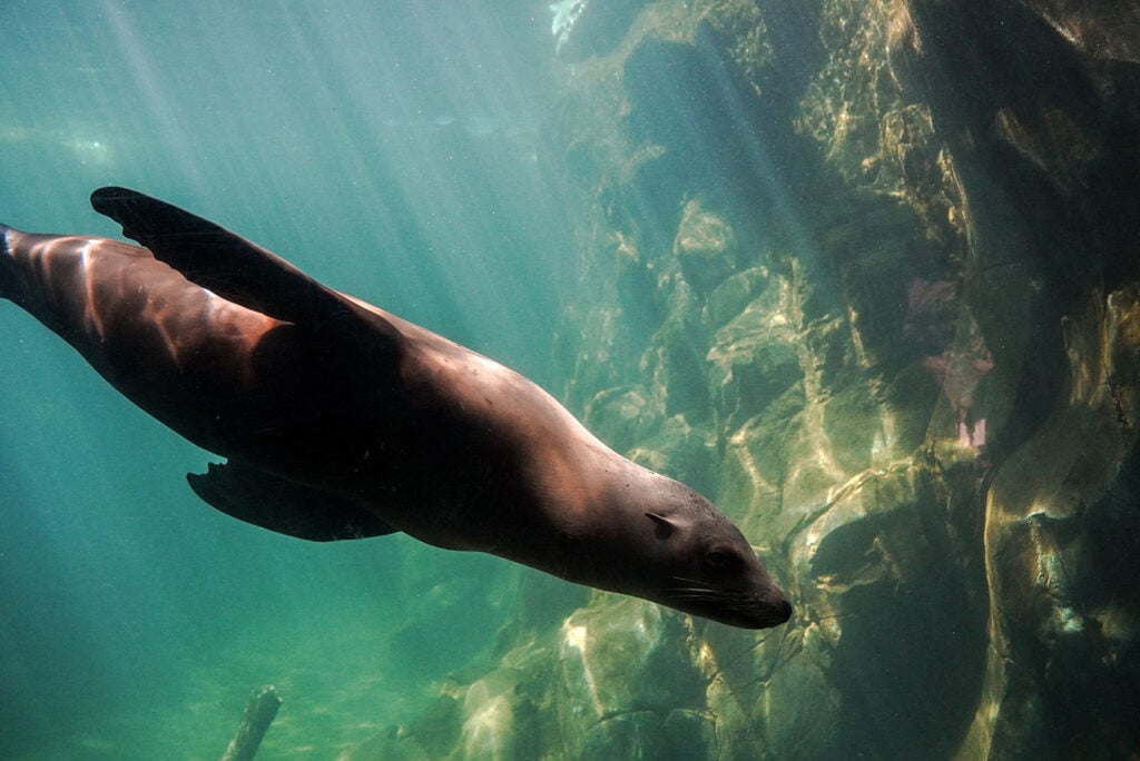 A captivating image of a graceful sea lion swimming gracefully underwater at Owen Sea Lion Shores in Omaha Zoo. The sea lion's sleek body is surrounded by clear blue water, and it moves with agility and grace.