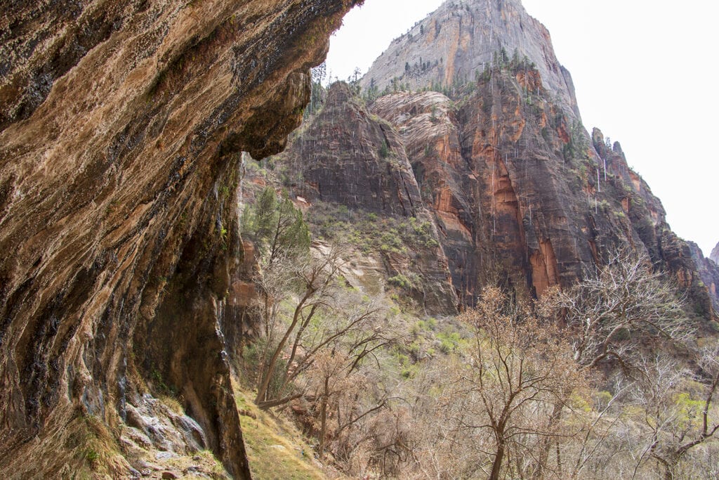 Weeping Rock Trail one of Zion National Park's easy hikes. A view of droplets of water seeping from the rock.
