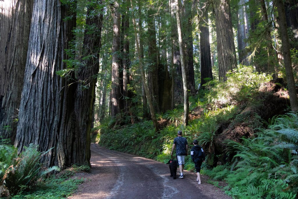 Family enjoying a nature walk at Redwood National Park, surrounded by towering trees and lush greenery. The image captures the serene atmosphere as the family explores the trail, highlighting the park's majestic redwood trees and vibrant plant life.