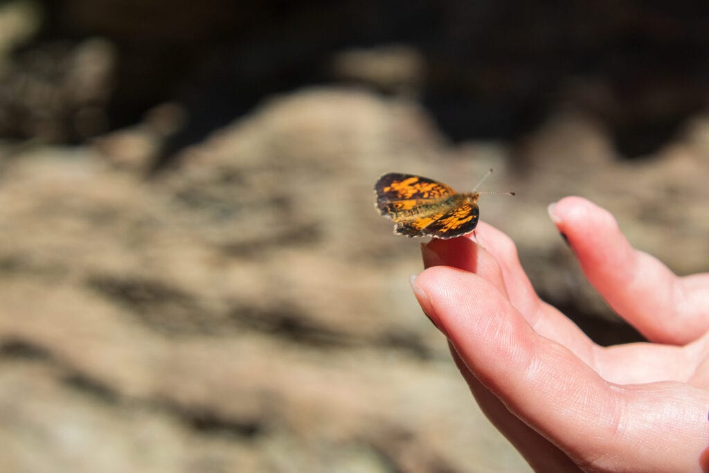 Enchanting moment captured during the Devil's Bathtub hike in Spearfish Canyon, featuring a delicate butterfly gracefully perched on a finger. The trail offers encounters with numerous friendly butterflies in its scenic surroundings.